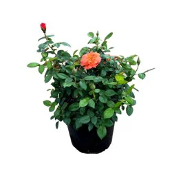 Greenleaf Nursery Assorted Orange Rose