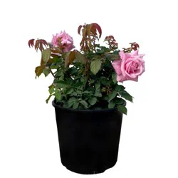 Greenleaf Nursery Assorted Pink Rose
