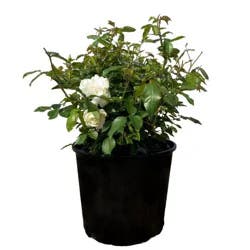Greenleaf Nursery Assorted White Rose