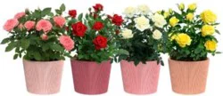 Mini Rose in Ceramic Pot - Tapered Lines, 4 inch pot