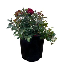 Greenleaf Nursery Assorted Red Rose