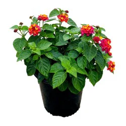 Greenleaf Nursery Lantana Bandana Cherry Sunrise