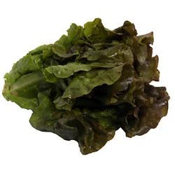 Red Leaf Lettuce