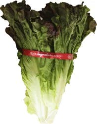 Red Leaf Lettuce