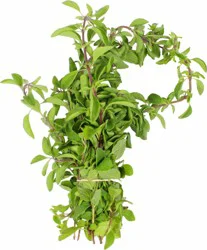Urban Greens Oregano