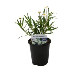 Spring Creek Growers Native Plant Society Of Texas - Blackfoot Daisy