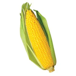 Corn Stalks