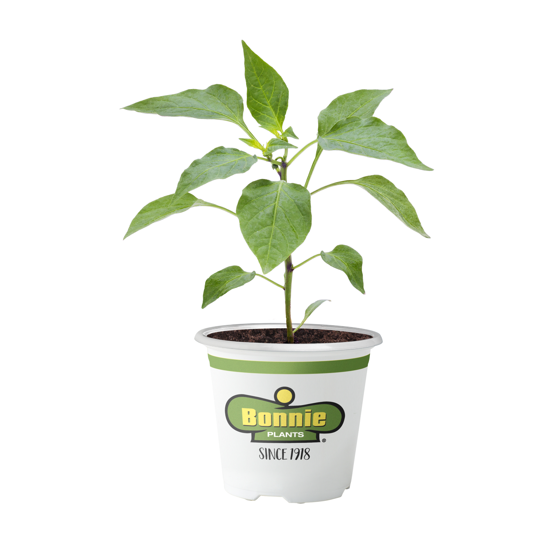 slide 1 of 1, Bonnie Plants  Pepper Purple Bell, 19.3 oz