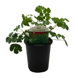 Spring Creek Growers Red Columbine