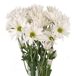 Poms Bunch