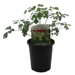 Spring Creek Growers Gold Columbine