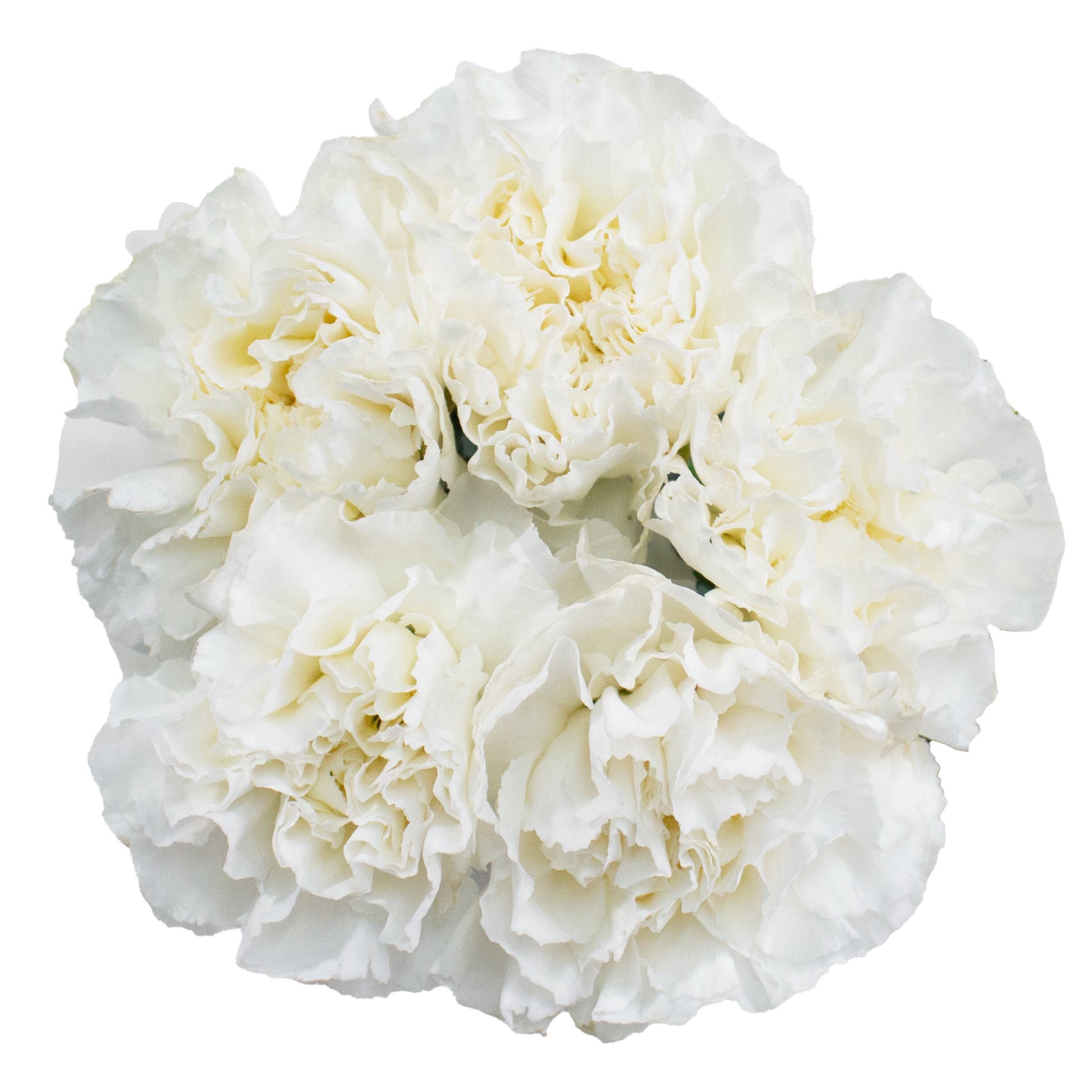 slide 1 of 1, BLOOMS by H-E-B 6-Stem White Carnations, 1 ct