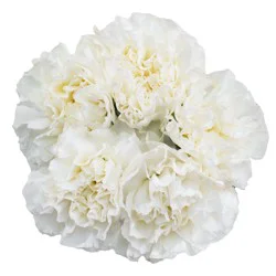 BLOOMS by H-E-B 6-Stem White Carnations
