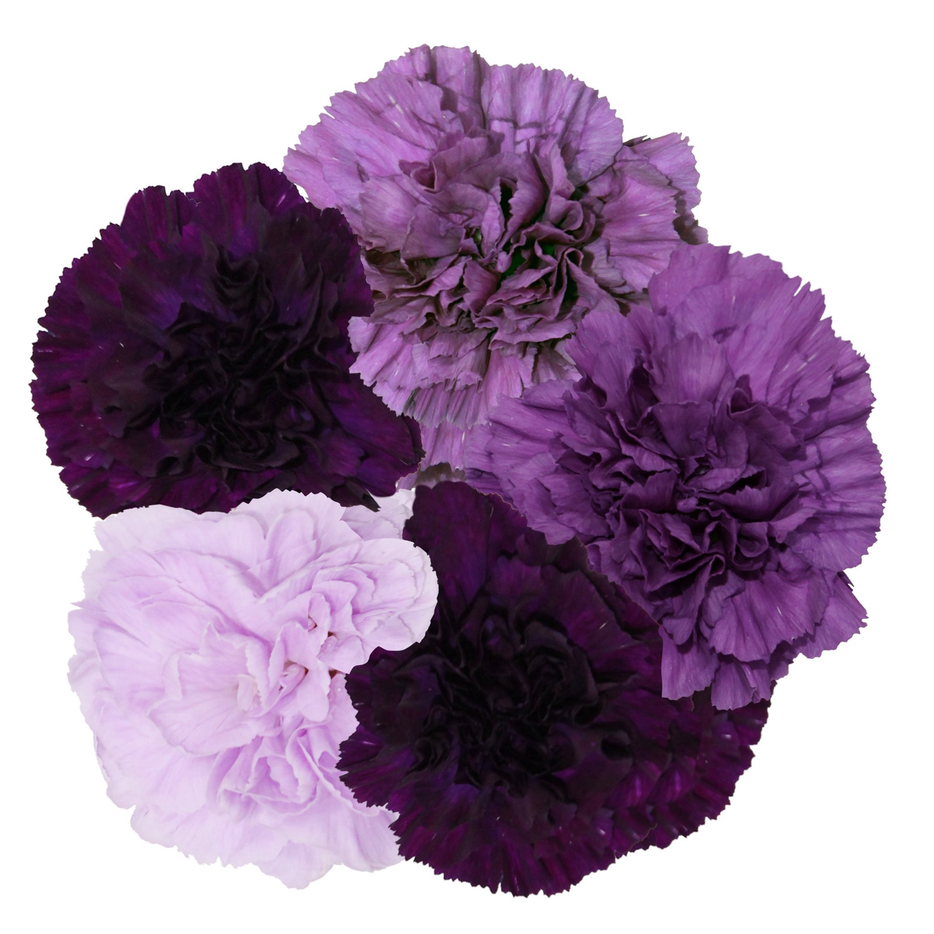 slide 1 of 1, BLOOMS by H-E-B 6-Stem Blue Moon Carnations, 1 ct