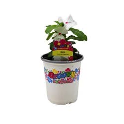 Spring Creek Growers Groovy Flower Power Vinca Cora XDR - Polka Dot