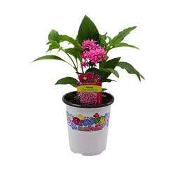 Spring Creek Growers Groovy Flower Power Pentas - Flirty Pink