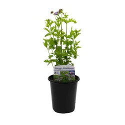 Spring Creek Growers Native Plant Society Of Texas - Gregg's Mistflower