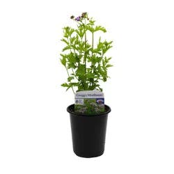 Spring Creek Growers Native Plant Society Of Texas - Gregg's Mistflower