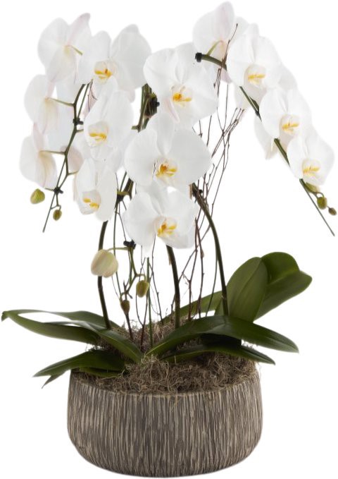 slide 1 of 1, Niagara Orchid in Oak Pattern Pot, 11 in