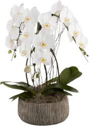 Niagara Orchid in Oak Pattern Pot