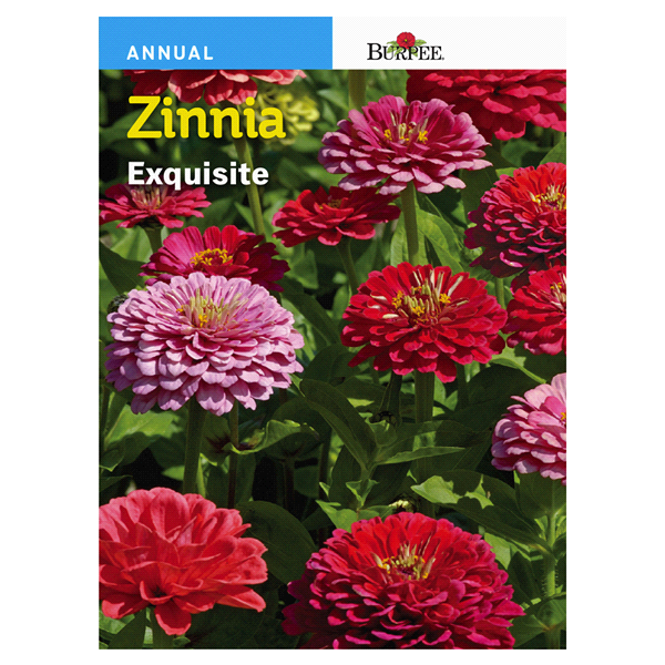 slide 1 of 1, Burpee Zinnia Exquisite Seeds, 1 ct