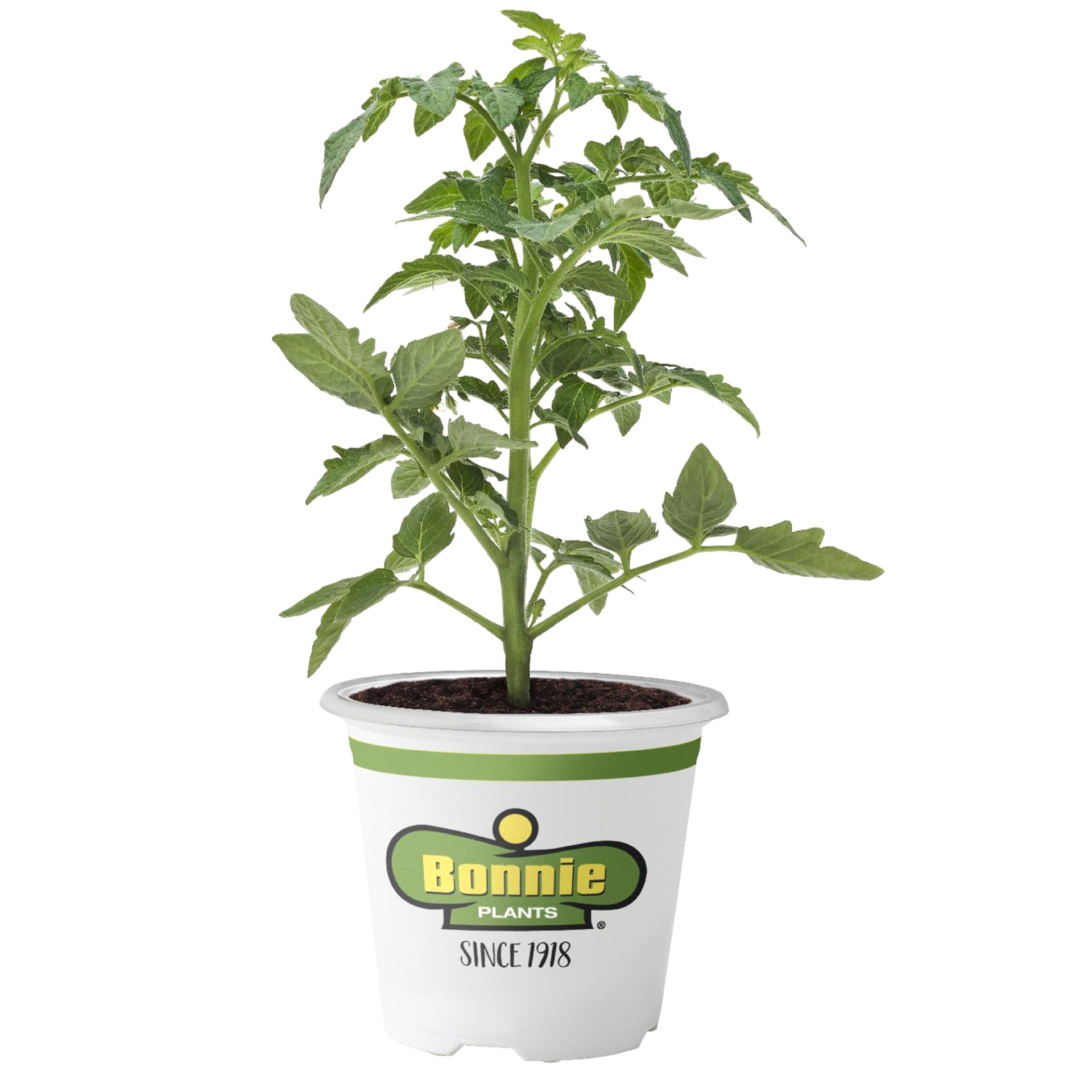 slide 1 of 5, Bonnie Plants  Tomato Beefmaster, 19.3 oz