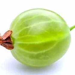 Gooseberries