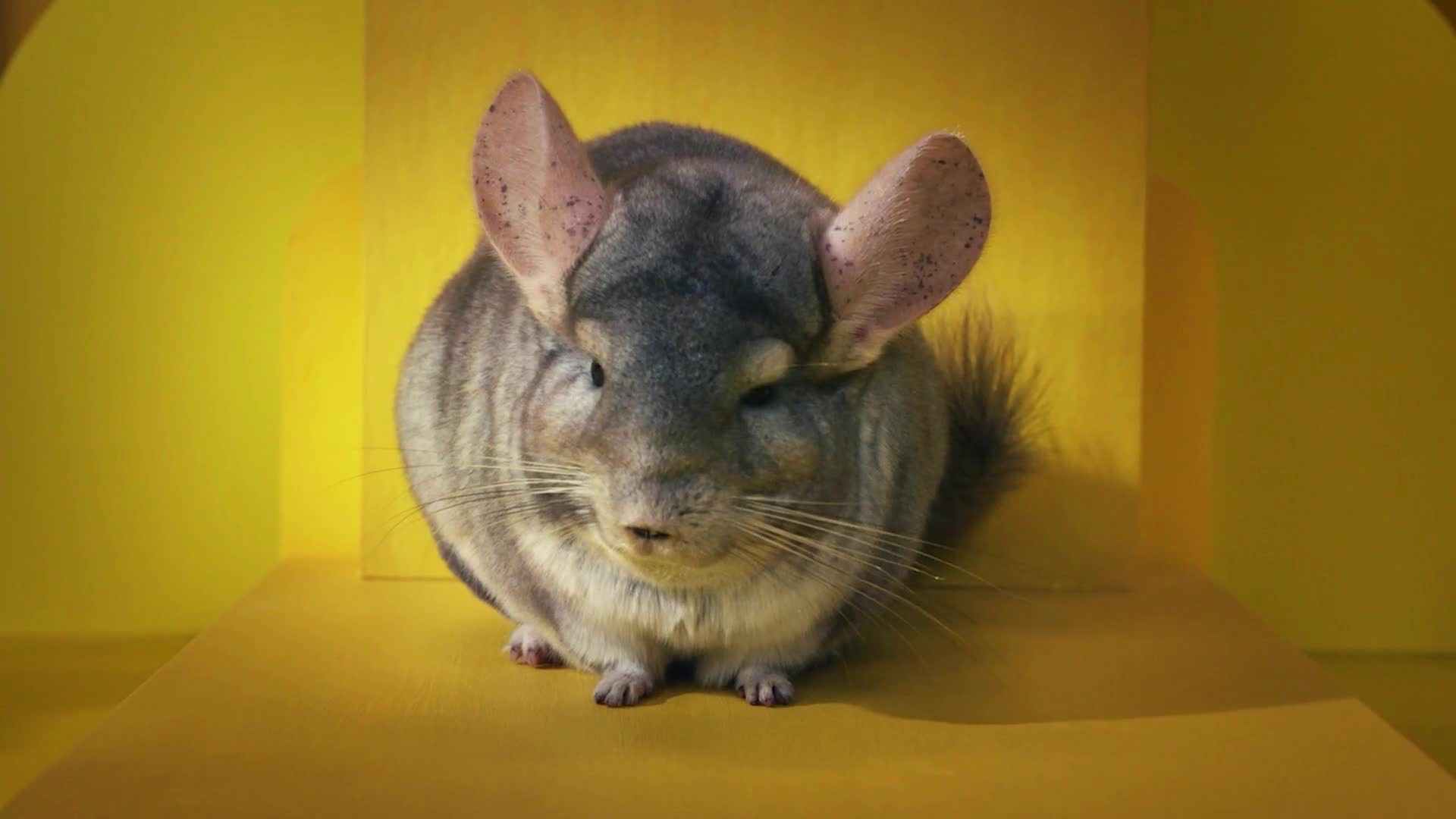 slide 10 of 10, Kaytee Hard Goods Kaytee My First Home Guinea Pig or Rabbit Starter Kit 30" x 18" x 16.5", 1 ct