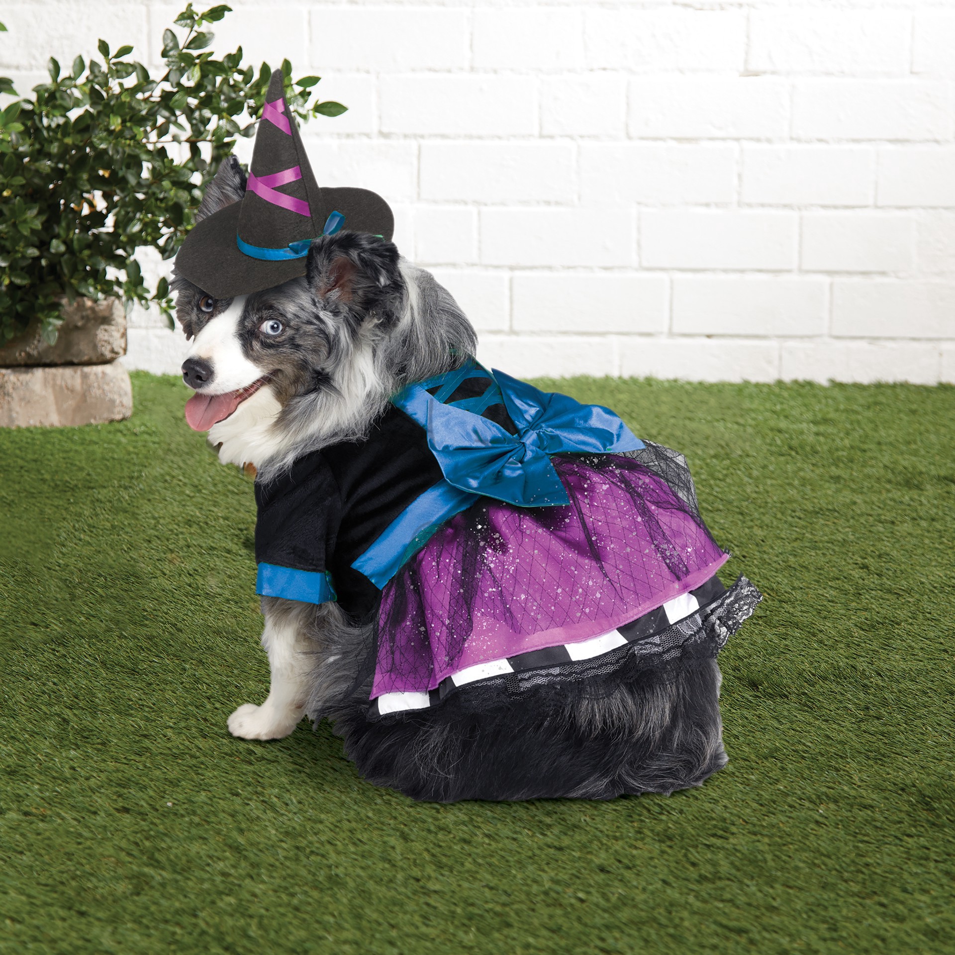 slide 2 of 3, Witch Dog Costume By Ashland, 1 ct