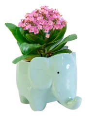 Mini Kalanchoe, Ceramic Planter