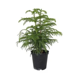 Norfolk Pine Tree