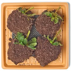 H-E-B Bakery Gourmet Chocolate-Dipped Strawberries - Cookies & Cream