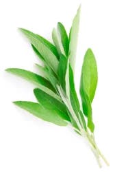 Infinite Herbs Organic Sage