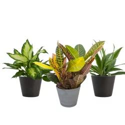 Assorted Tropicals In Upgrade