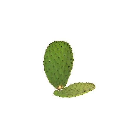 slide 1 of 1, Cactus Leaves, per lb