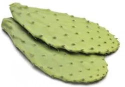 Cactus Leaves