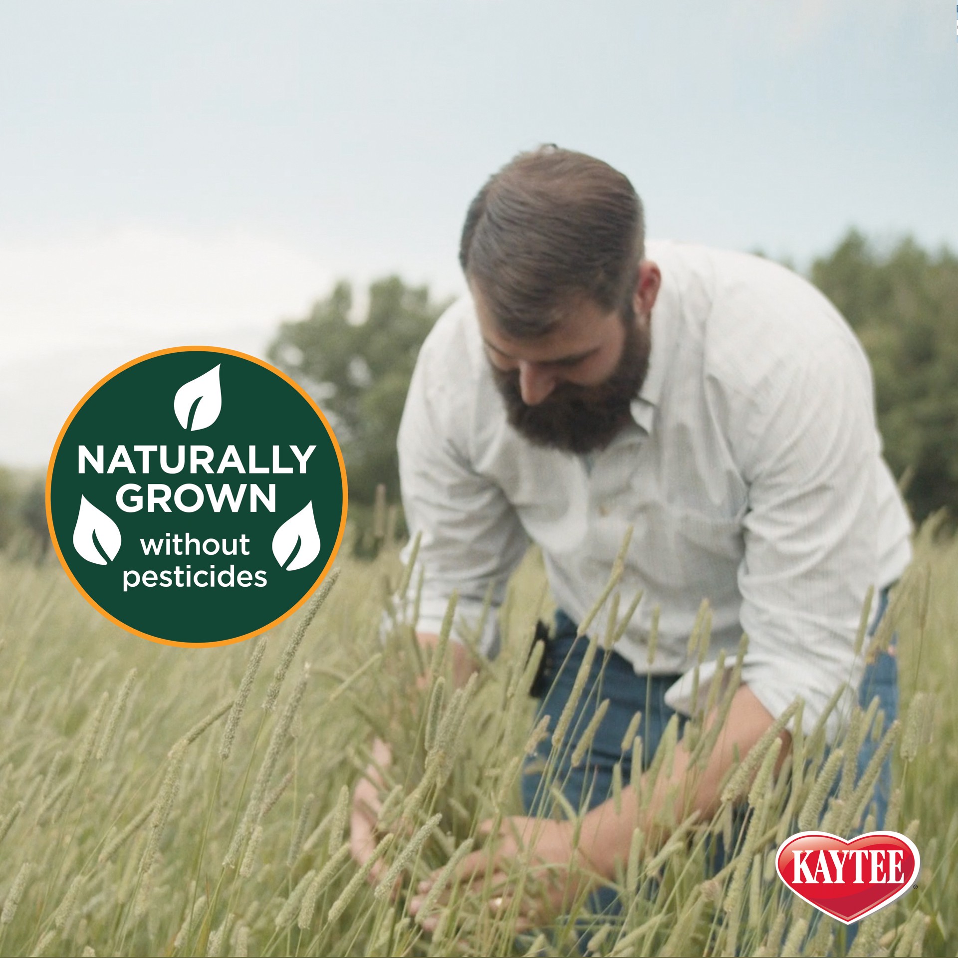 slide 7 of 8, Kaytee Timothy Hay & Orchard Grass 48 oz, 1 ct