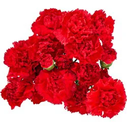Blooms by H-E-B Assorted 6-Stem Mini Carnations