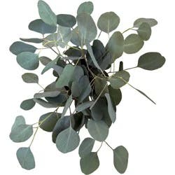 BLOOMS by H-E-B 3 Stem Silver Dollar Eucalyptus