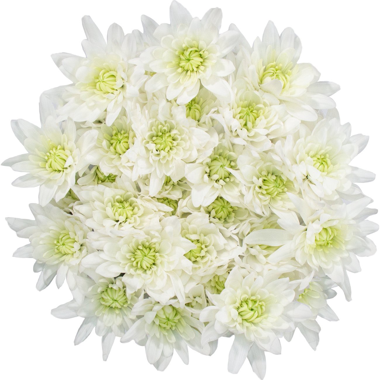 slide 1 of 1, BLOOMS by H-E-B Assorted 4 Stem White Poms, 1 ct