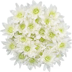 BLOOMS by H-E-B Assorted 4 Stem White Poms
