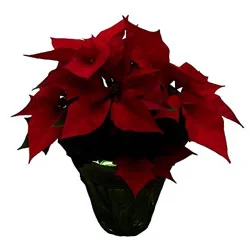 Red Poinsettia 4 Inch - Each