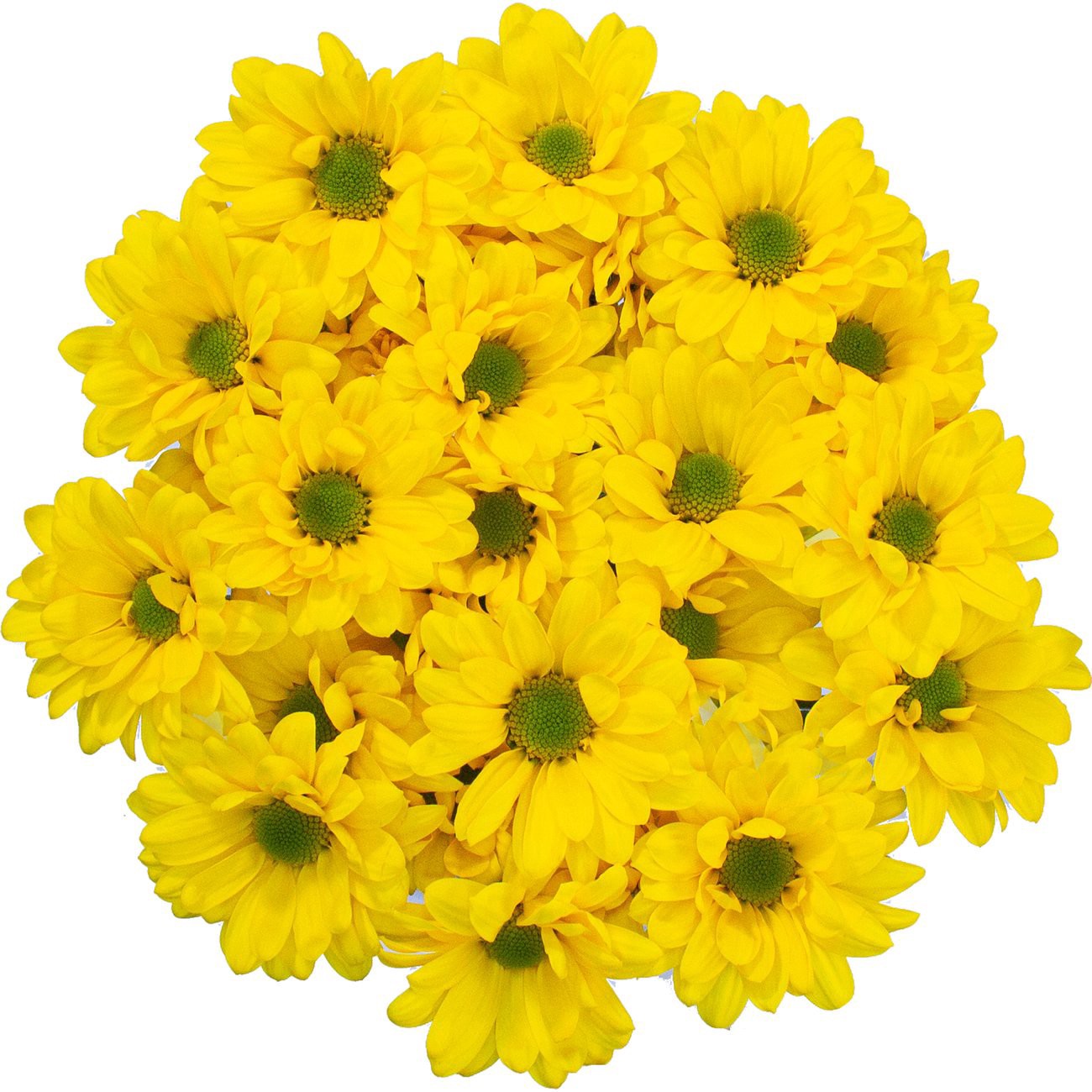 slide 1 of 1, BLOOMS by H-E-B Yellow Poms, 1 ct