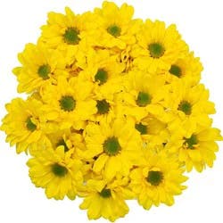 BLOOMS by H-E-B Yellow Poms