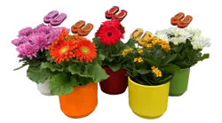 Blooming Two Tone Ceramic