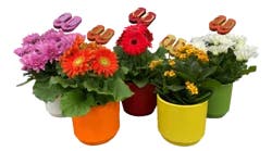 Blooming Two Tone Ceramic