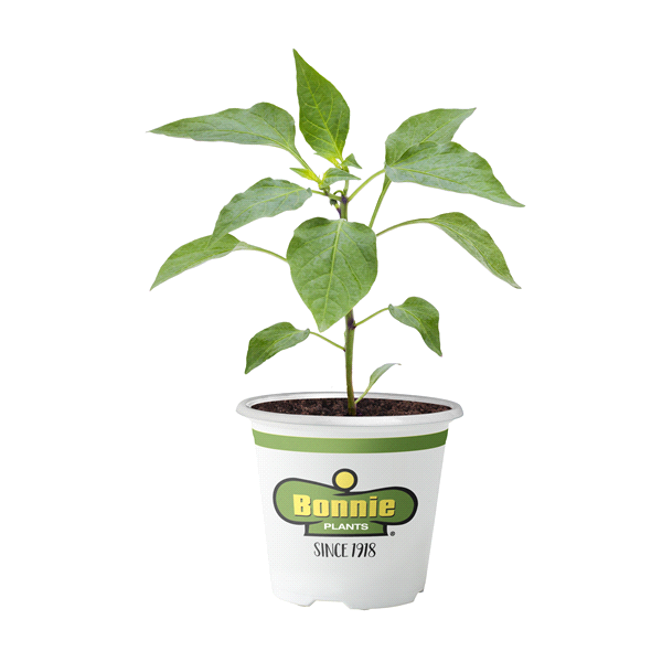 slide 1 of 1, Bonnie Plants Pepper - Coolapeno, 19.3 oz
