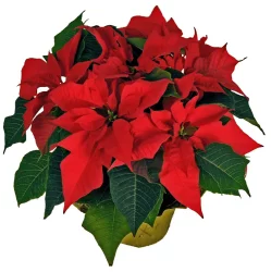 Floral Beautiful Poinsettia
