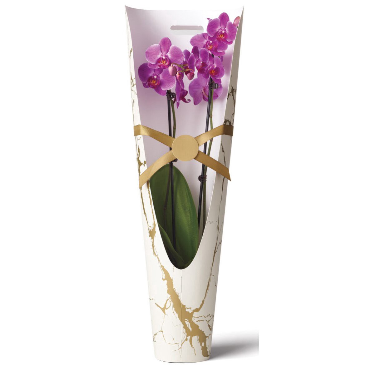 slide 1 of 1, BLOOMS by H-E-B White Orchid in Valentine Carrier, 1 ct