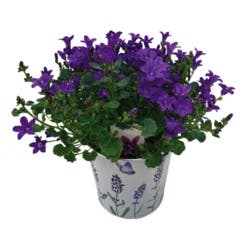 4'' Campanula In Tin